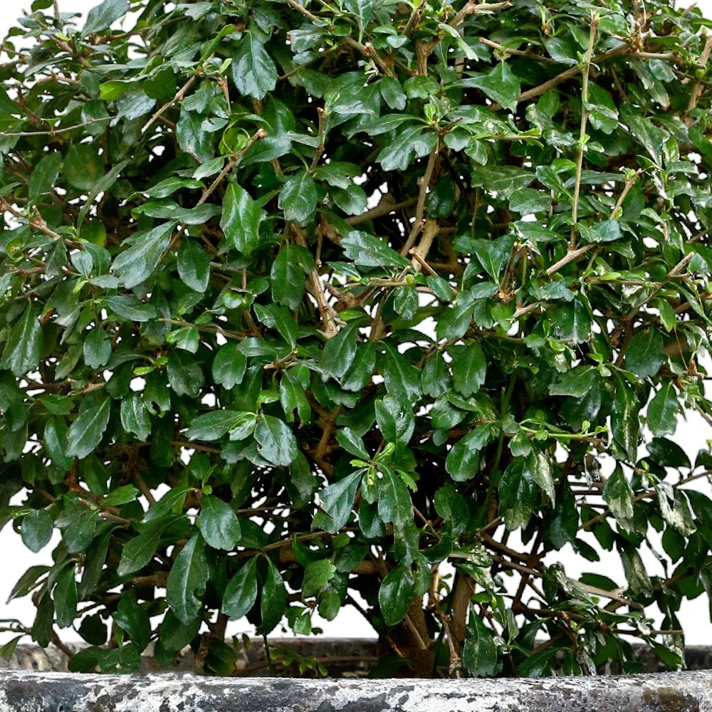 يوكا روستراتا في حوض سيراميك عتيق - ارتفاع 110 سم