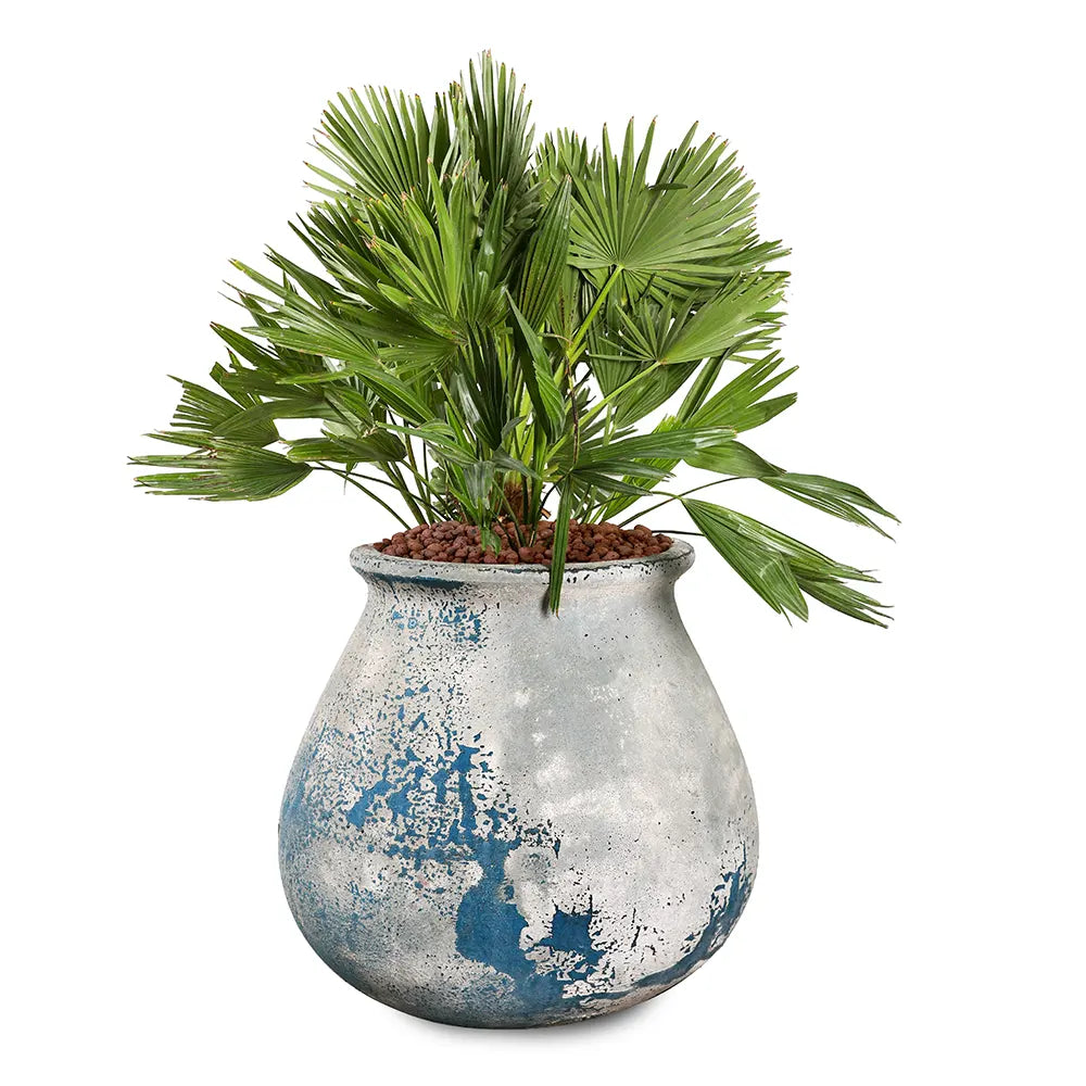 CHAMAEROPS HUMILIS IN GELEEN BLUE CERAMIC PLANTER