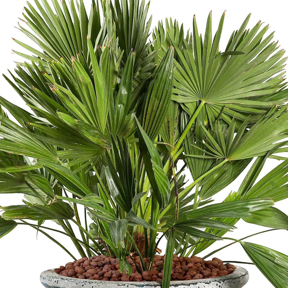 CHAMAEROPS HUMILIS IN GELEEN BLUE CERAMIC PLANTER