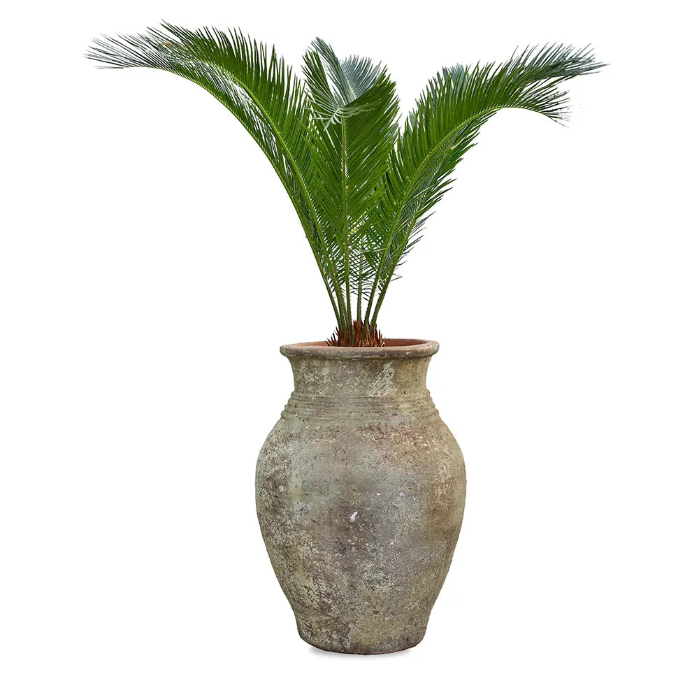 يوكا روستراتا في حوض سيراميك عتيق - ارتفاع 110 سم