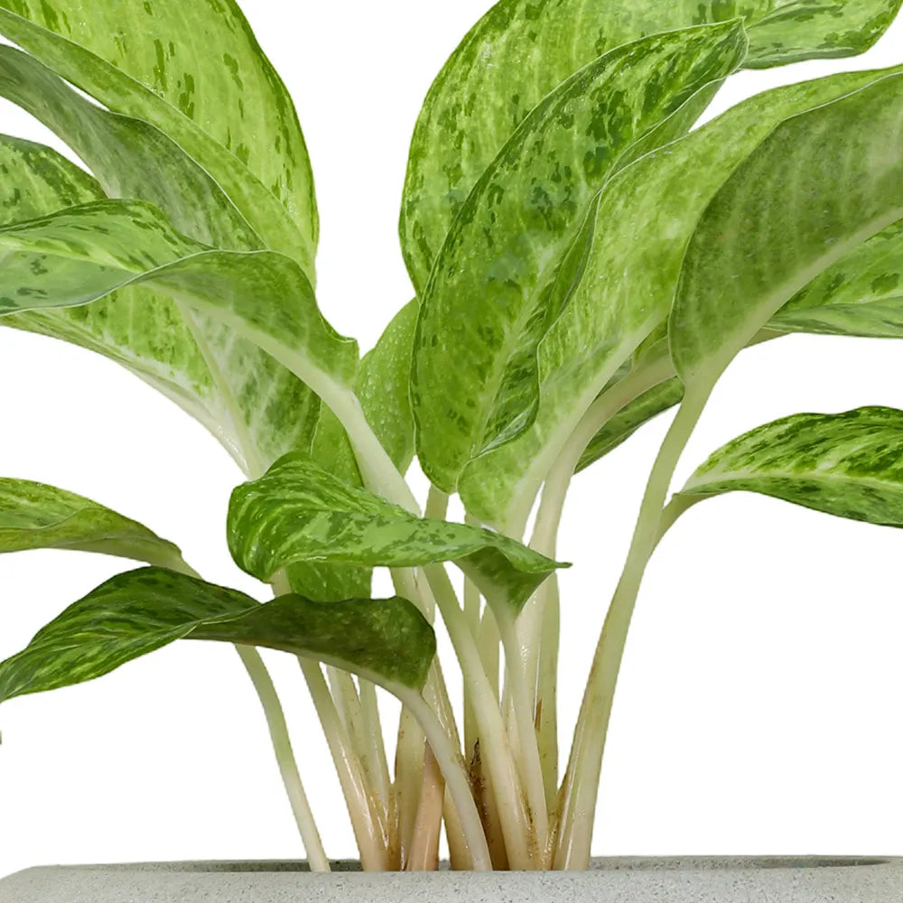 دراسينا مارجيناتا في حوض سيراميك كريمي - ارتفاع 130 سم