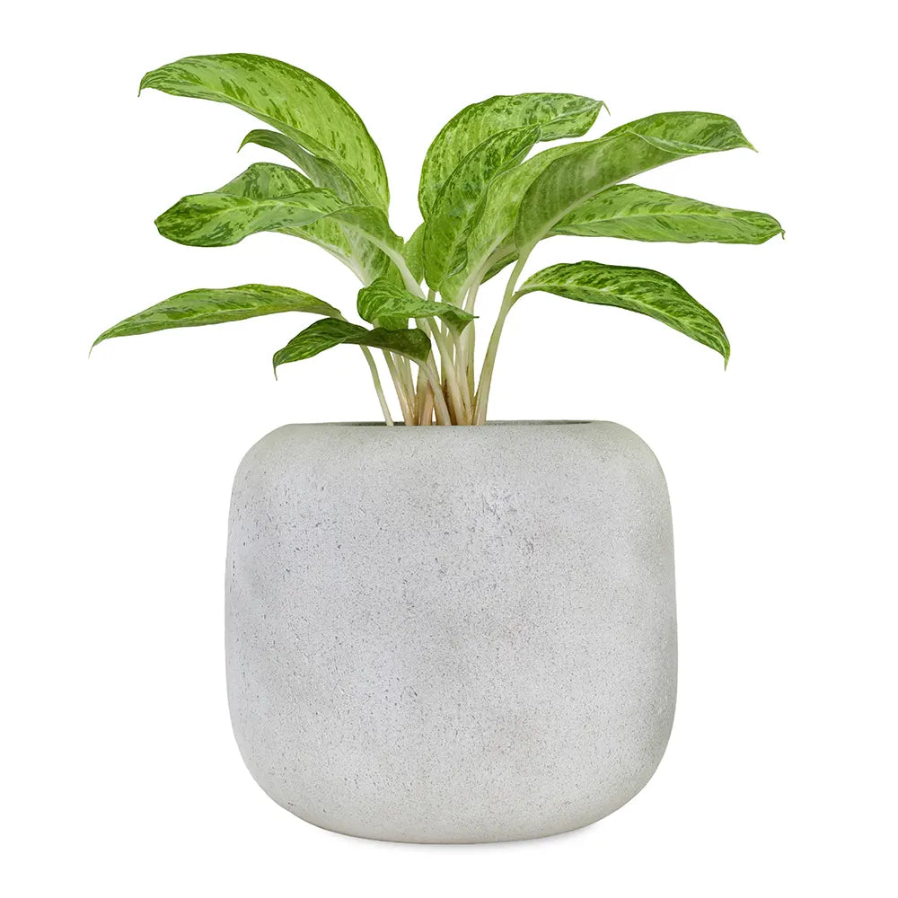 دراسينا مارجيناتا في حوض سيراميك كريمي - ارتفاع 130 سم