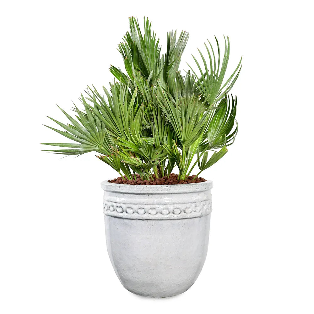 CHAMAEROPS HUMILIS IN MEPPEL WHITE CERAMIC POT