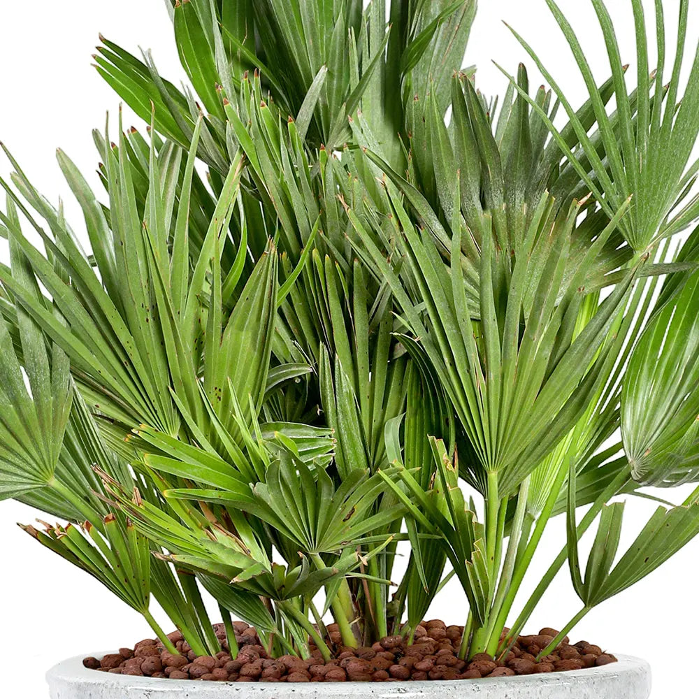 CHAMAEROPS HUMILIS IN MEPPEL WHITE CERAMIC POT