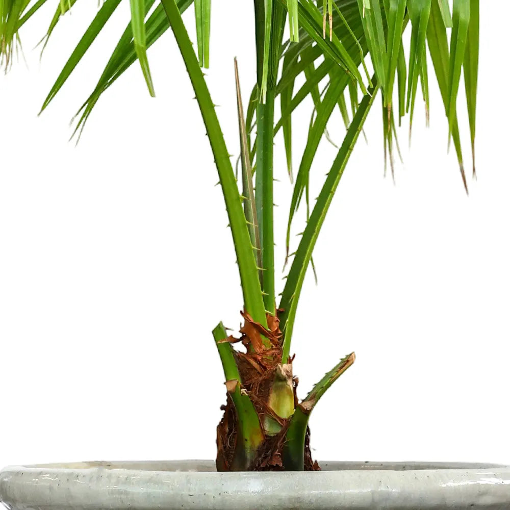 يوكا روستراتا في حوض سيراميك عتيق - ارتفاع 110 سم