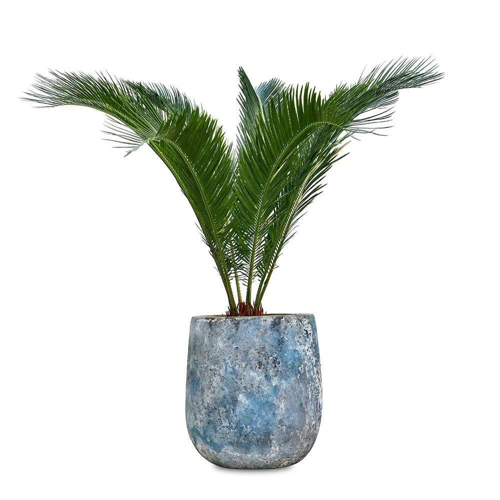 يوكا روستراتا في حوض سيراميك عتيق - ارتفاع 110 سم