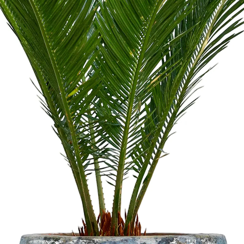 يوكا روستراتا في حوض سيراميك عتيق - ارتفاع 110 سم