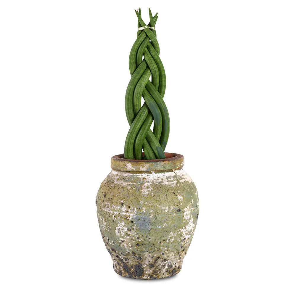 SANSEVIERIA CYLINDRICA IN GREEN CERAMIC POT