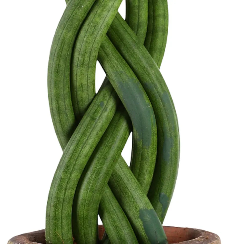 SANSEVIERIA CYLINDRICA IN GREEN CERAMIC POT