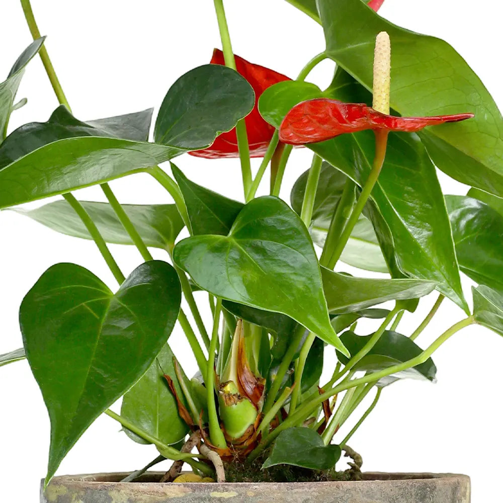 ANTHURIUM IN ANTIQUE POT