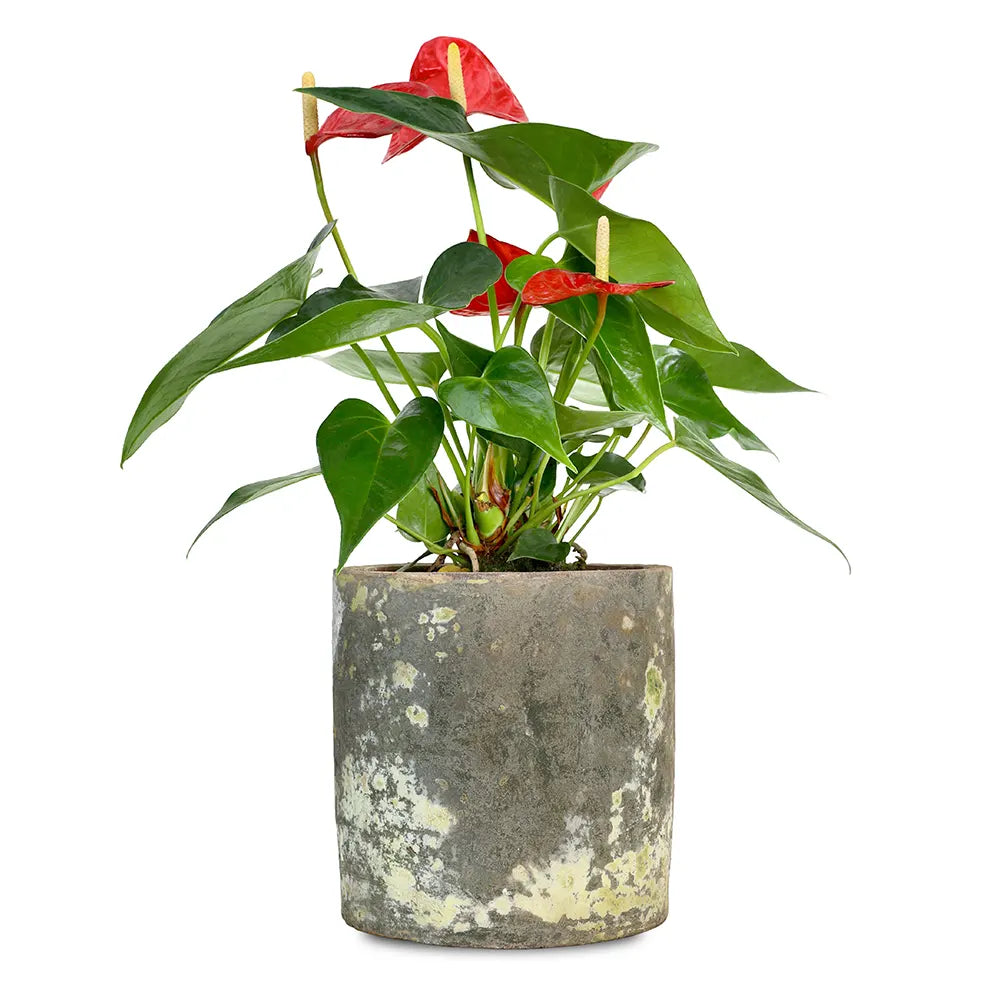 ANTHURIUM IN ANTIQUE POT