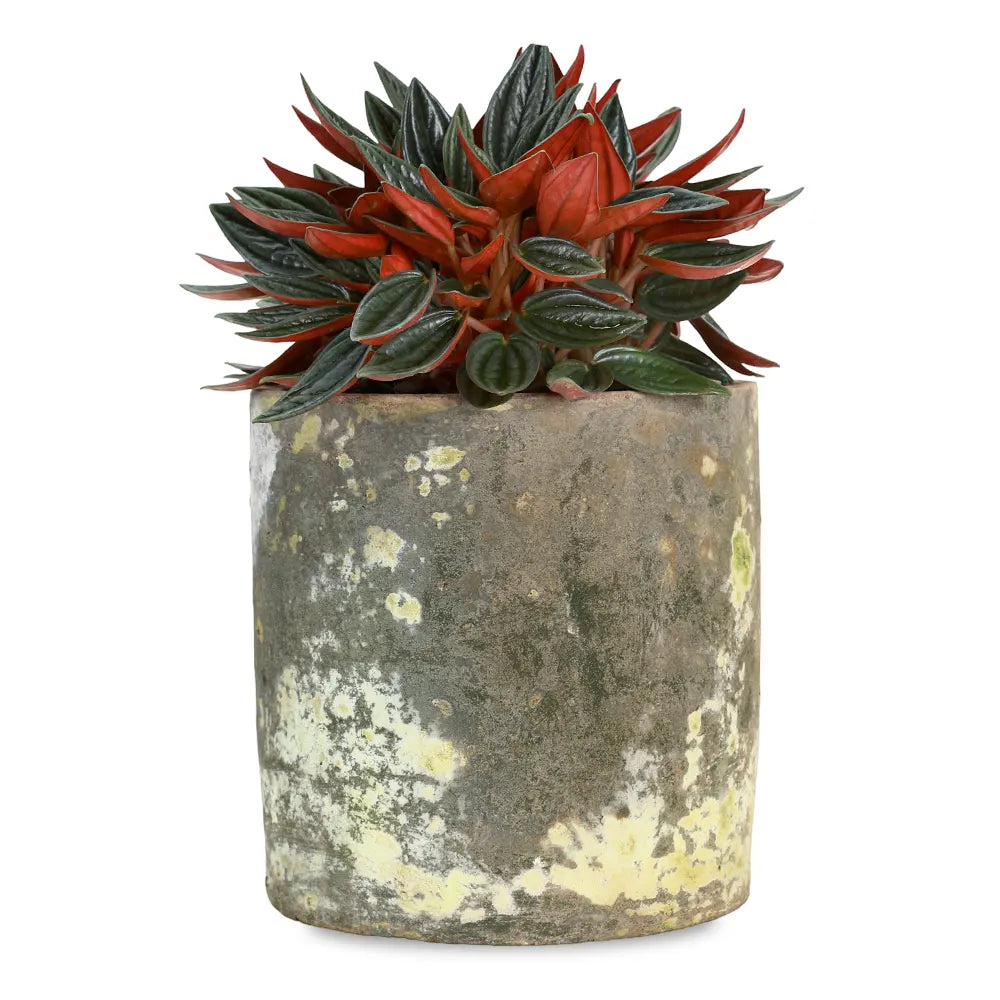 PEPEROMIA IN ANTIQUE POT