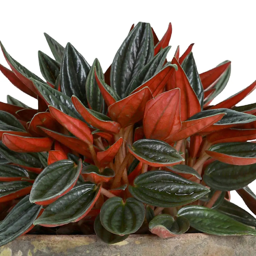 PEPEROMIA IN ANTIQUE POT