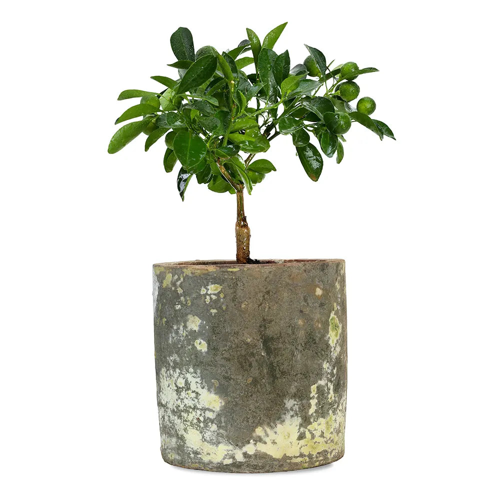 CITROFORTUNELLA IN ANTIQUE POT