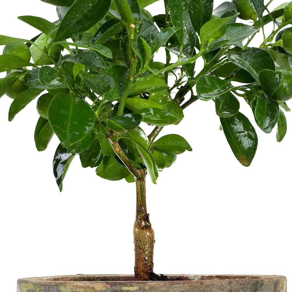 CITROFORTUNELLA IN ANTIQUE POT