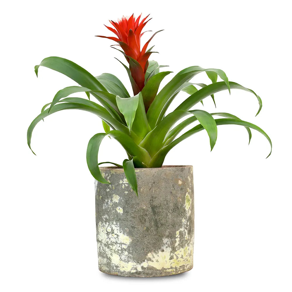 GUZMANIA IN ANTIQUE POT