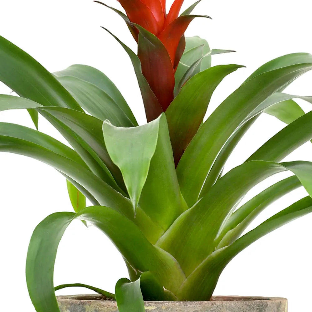 GUZMANIA IN ANTIQUE POT