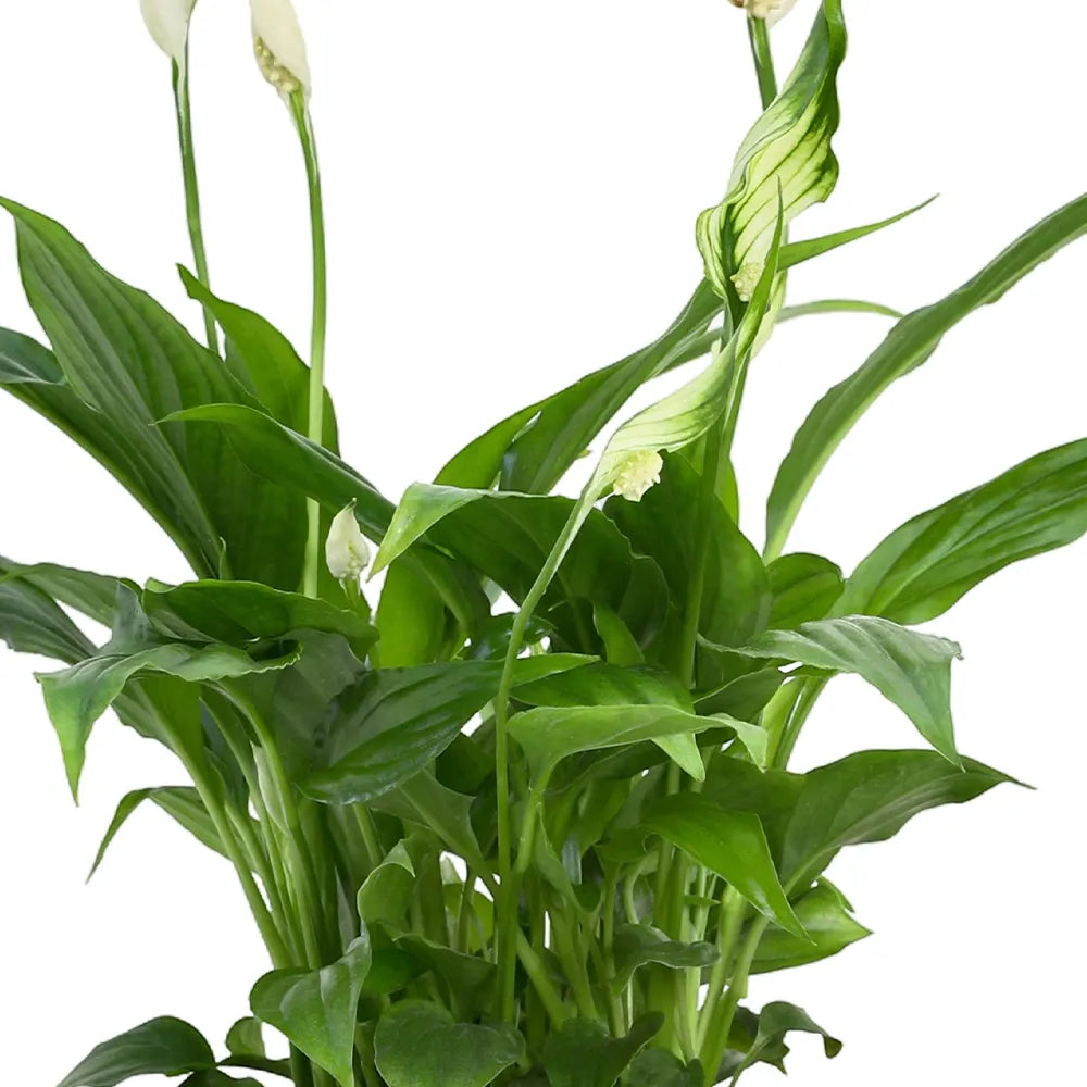 SPATHIPHYLLUM IN ANTIQUE POT