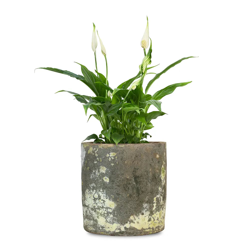 SPATHIPHYLLUM IN ANTIQUE POT