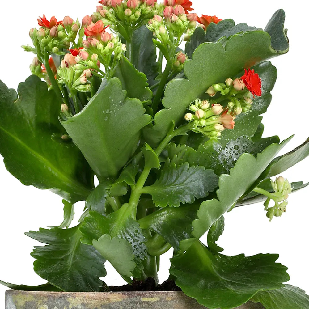 KALANCHOE IN ANTIQUE POT