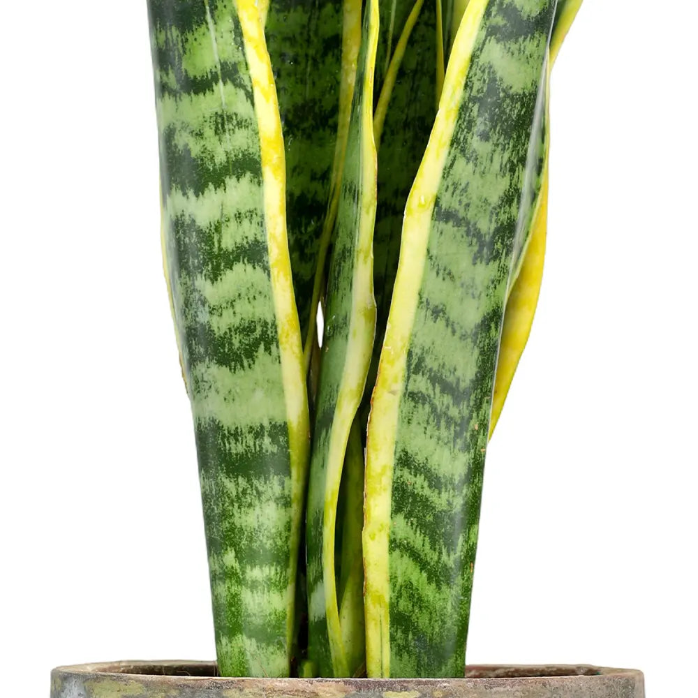 SANSEVIERIA IN ANTIQUE POT