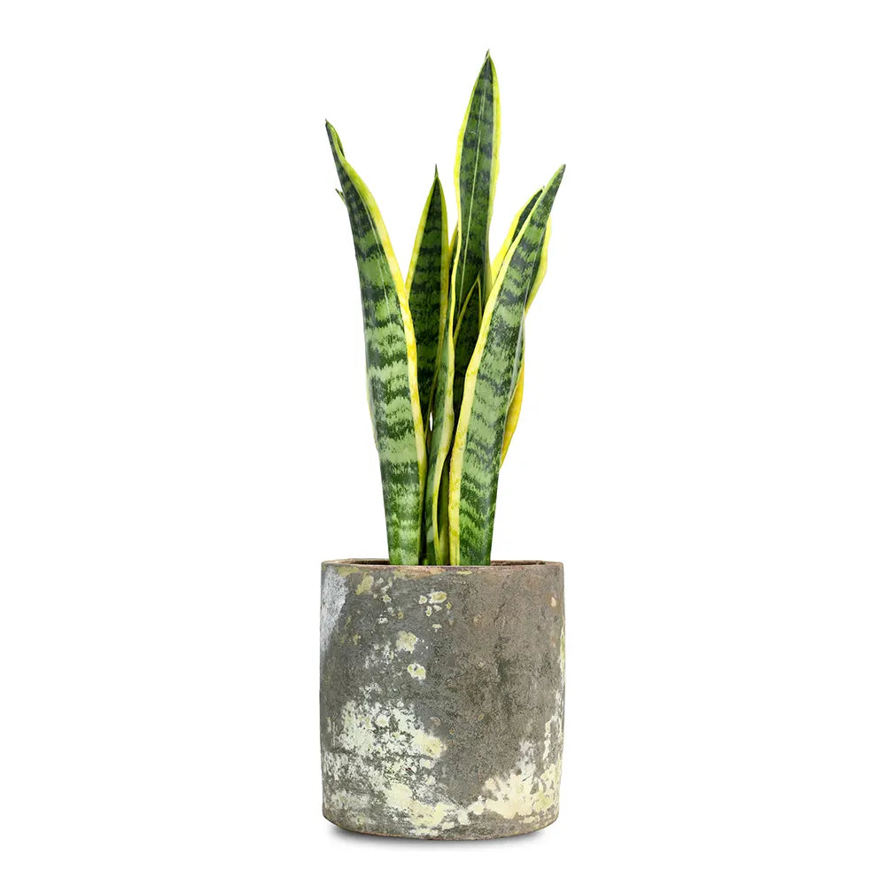 SANSEVIERIA IN ANTIQUE POT