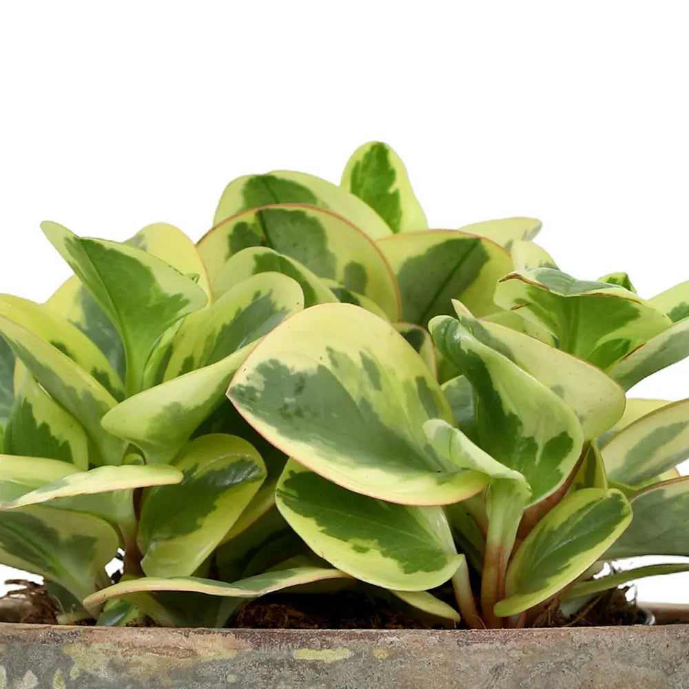 PEPEROMIA IN ANTIQUE POT