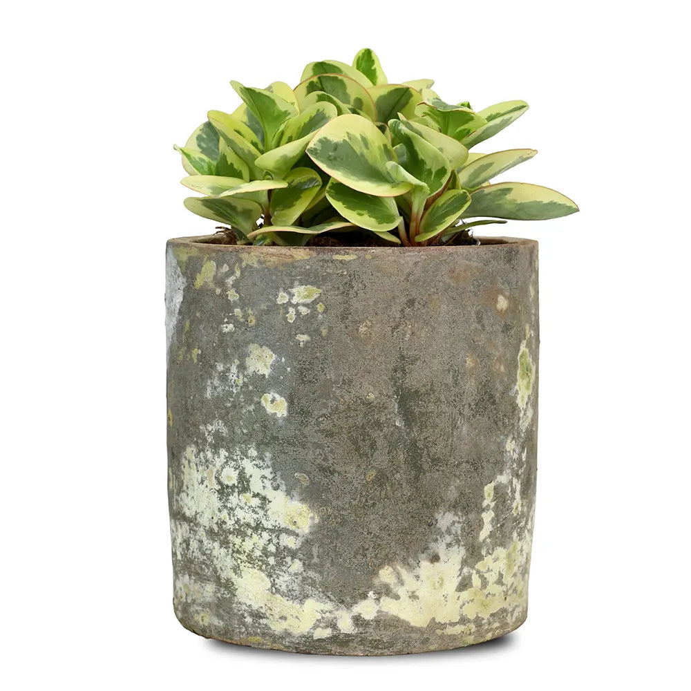 PEPEROMIA IN ANTIQUE POT