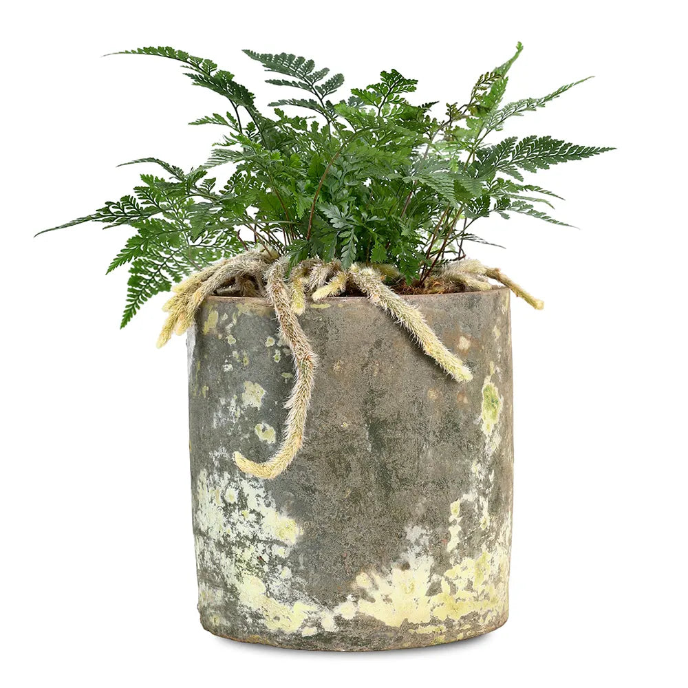 HUMATA TYERMANNII IN ANTIQUE POT