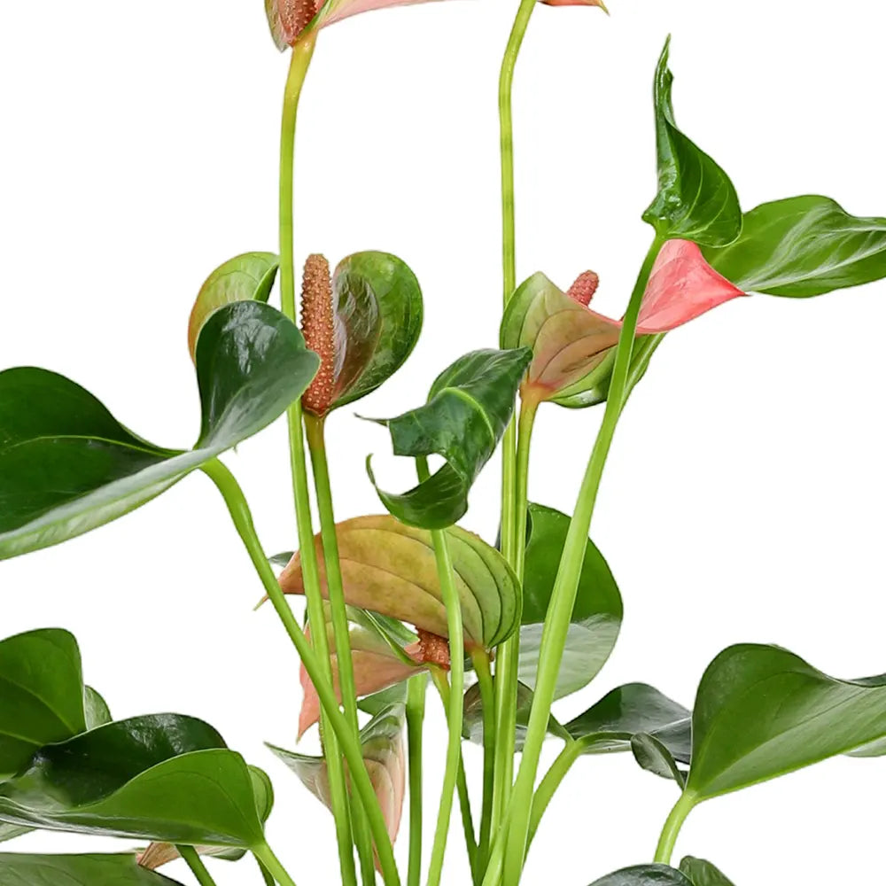 أنثوريوم في حوض أزرق عتيق