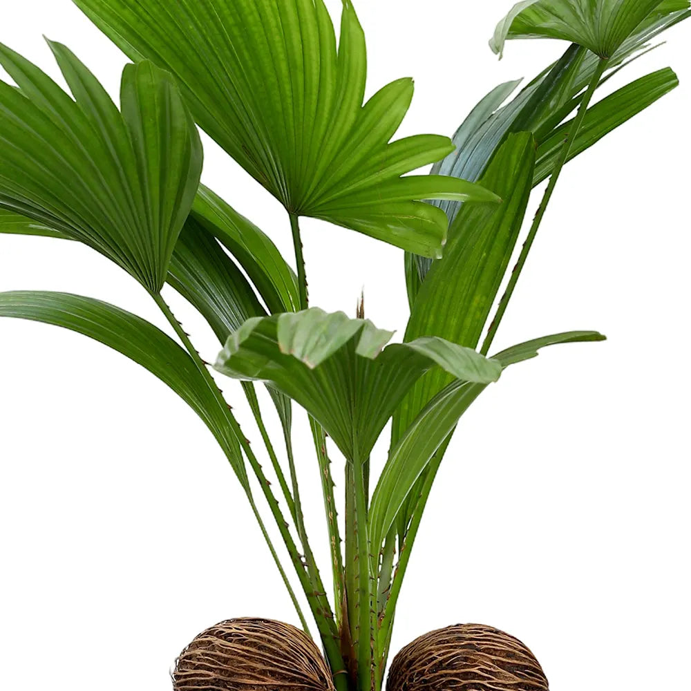 ليفستونيا في حوض أزرق عتيق