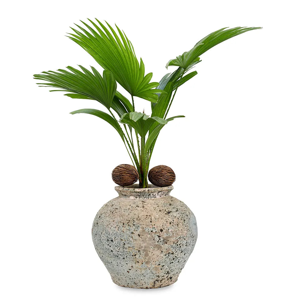 ليفستونيا في حوض أزرق عتيق