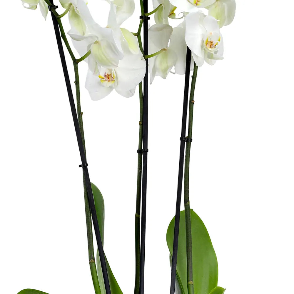 زهرة أوركيد في حوض أزرق عتيق