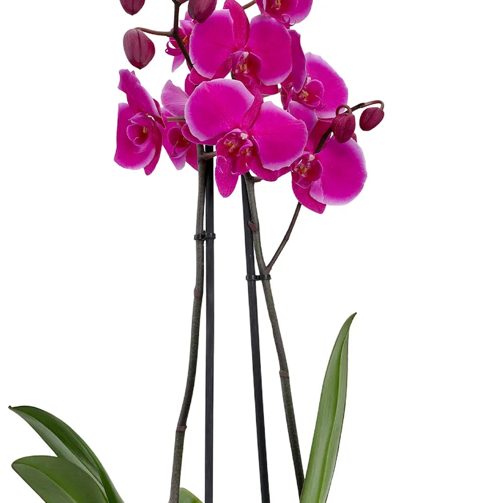 زهرة أوركيد وردية في حوض أزرق عتيق