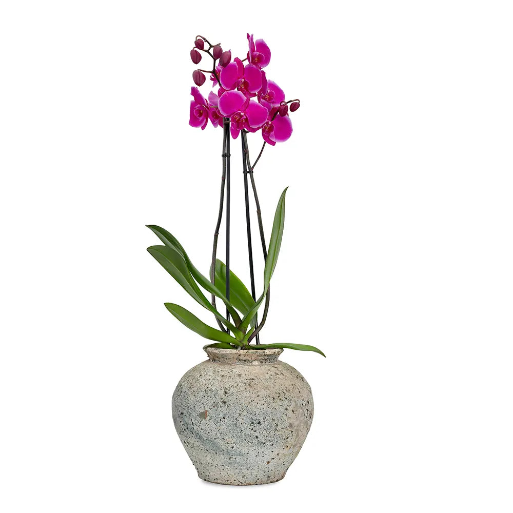 زهرة أوركيد وردية في حوض أزرق عتيق