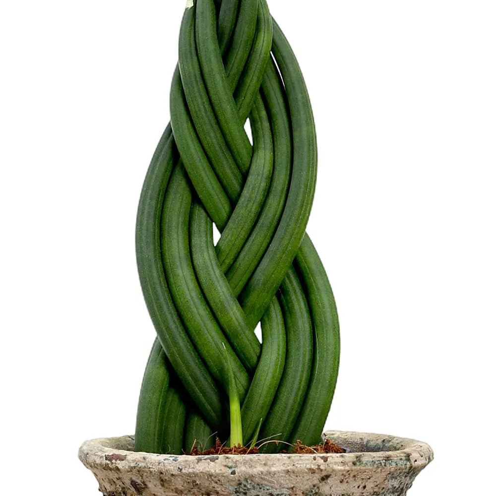 سانسفيريا سيليندريكا في حوض أزرق عتيق