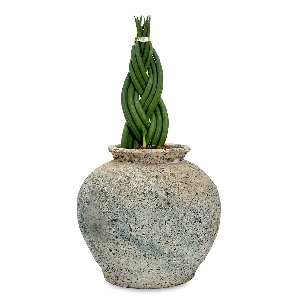 سانسفيريا سيليندريكا في حوض أزرق عتيق