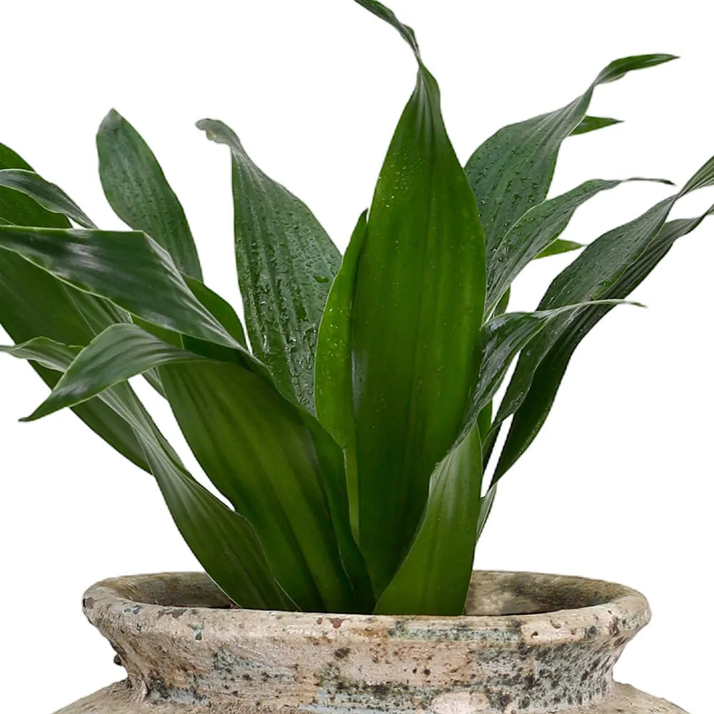 نبات دراسينا كومب في حوض أزرق عتيق