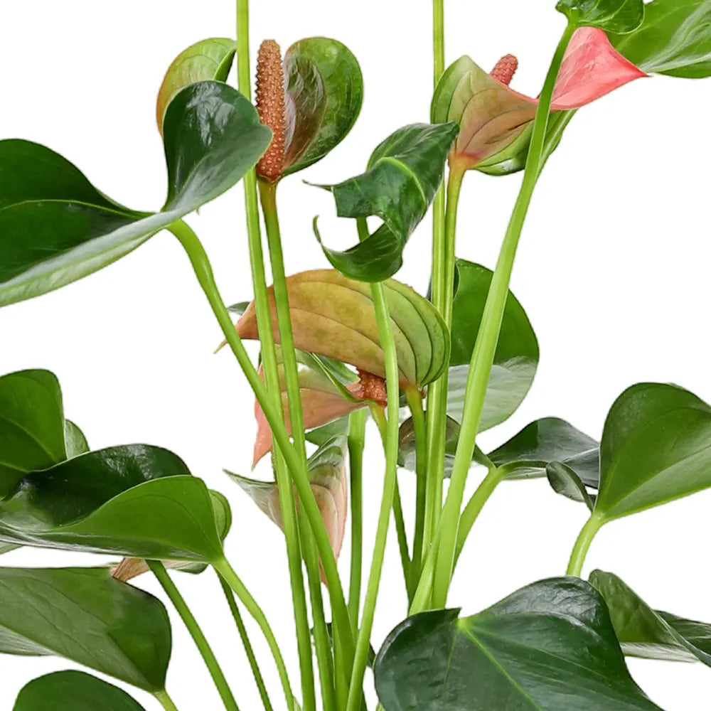 أنثوريوم في حوض أخضر عتيق