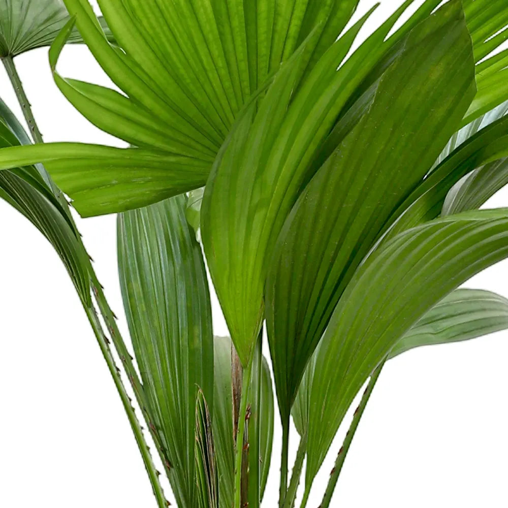 ليفستونيا في حوض أخضر عتيق