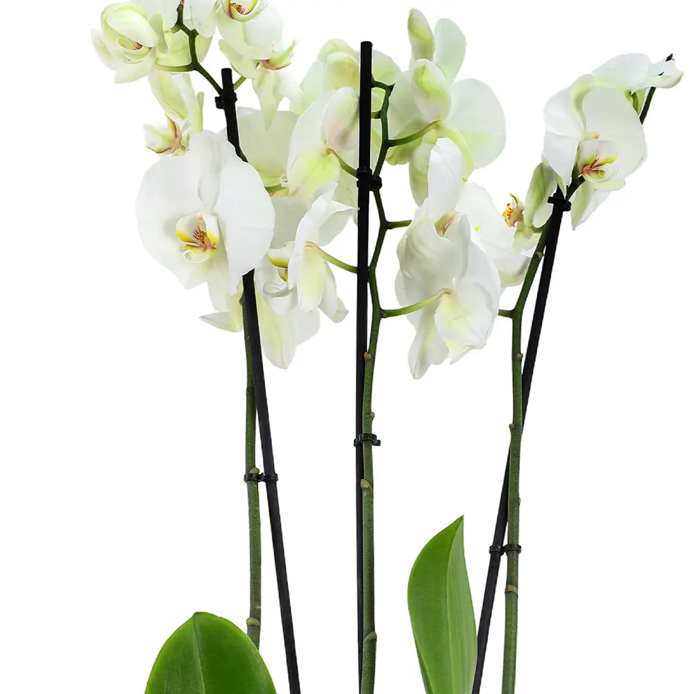 زهرة أوركيد في حوض أخضر عتيق