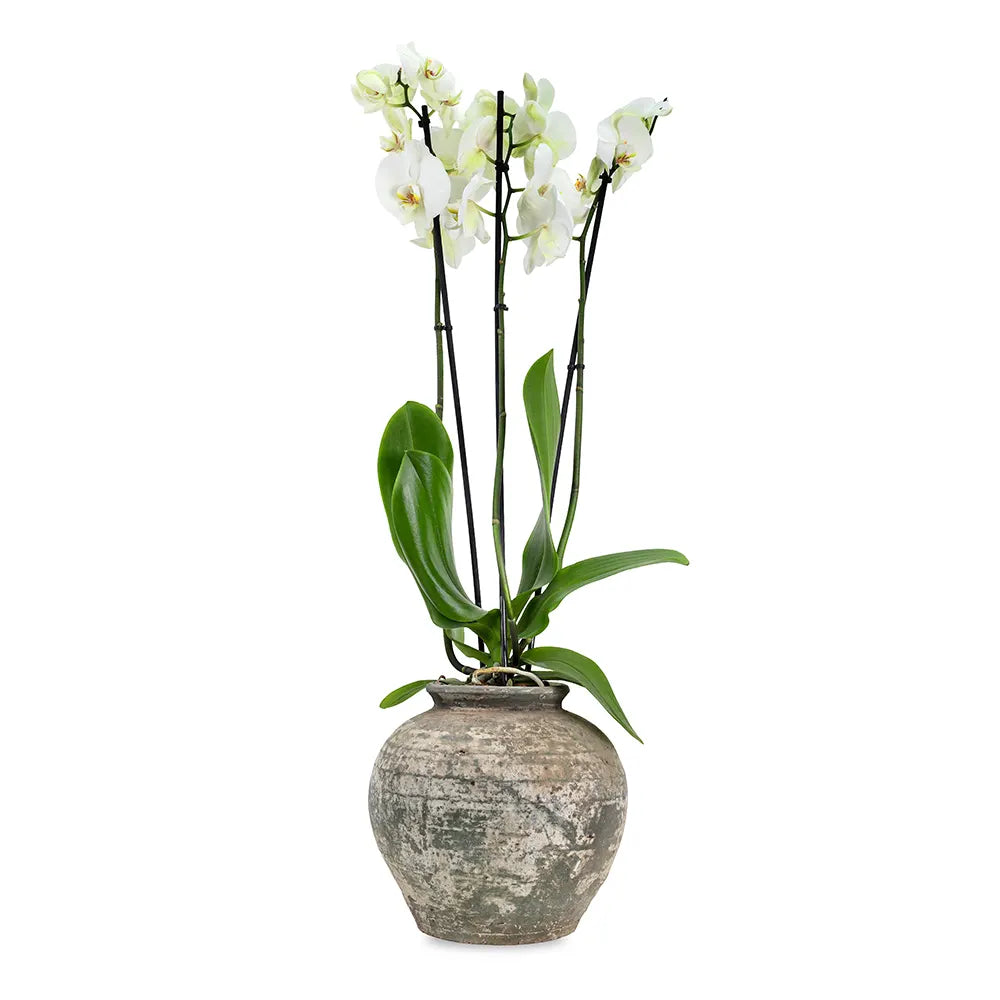 زهرة أوركيد في حوض أخضر عتيق