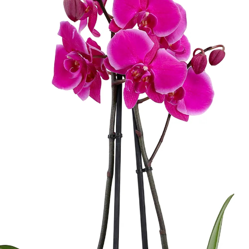 زهرة أوركيد وردية في حوض أخضر عتيق