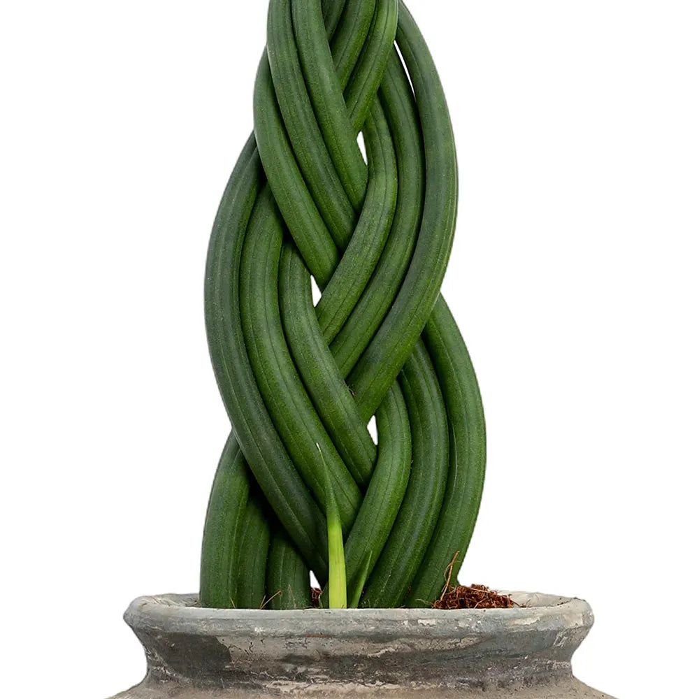 سانسفيريا سيليندريكا في حوض أخضر عتيق