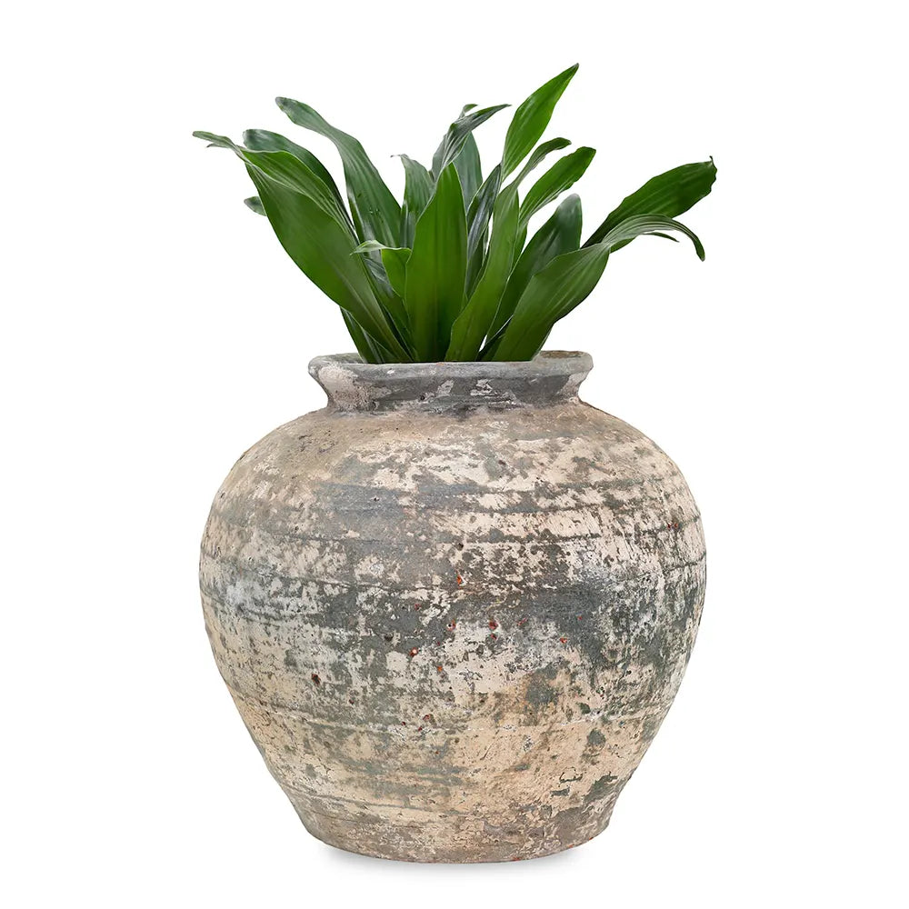 دراسينا كومب في حوض أخضر عتيق