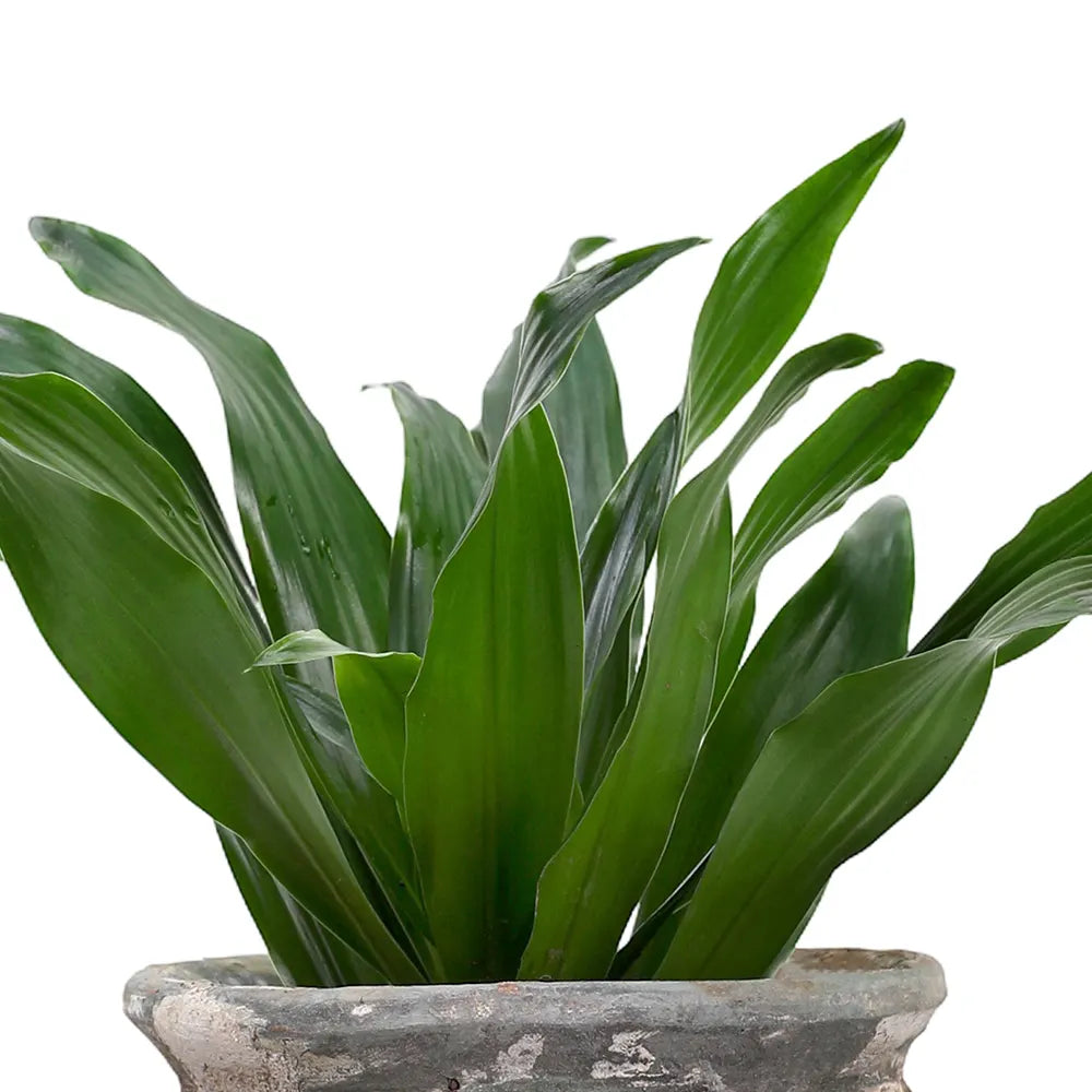 دراسينا كومب في حوض أخضر عتيق