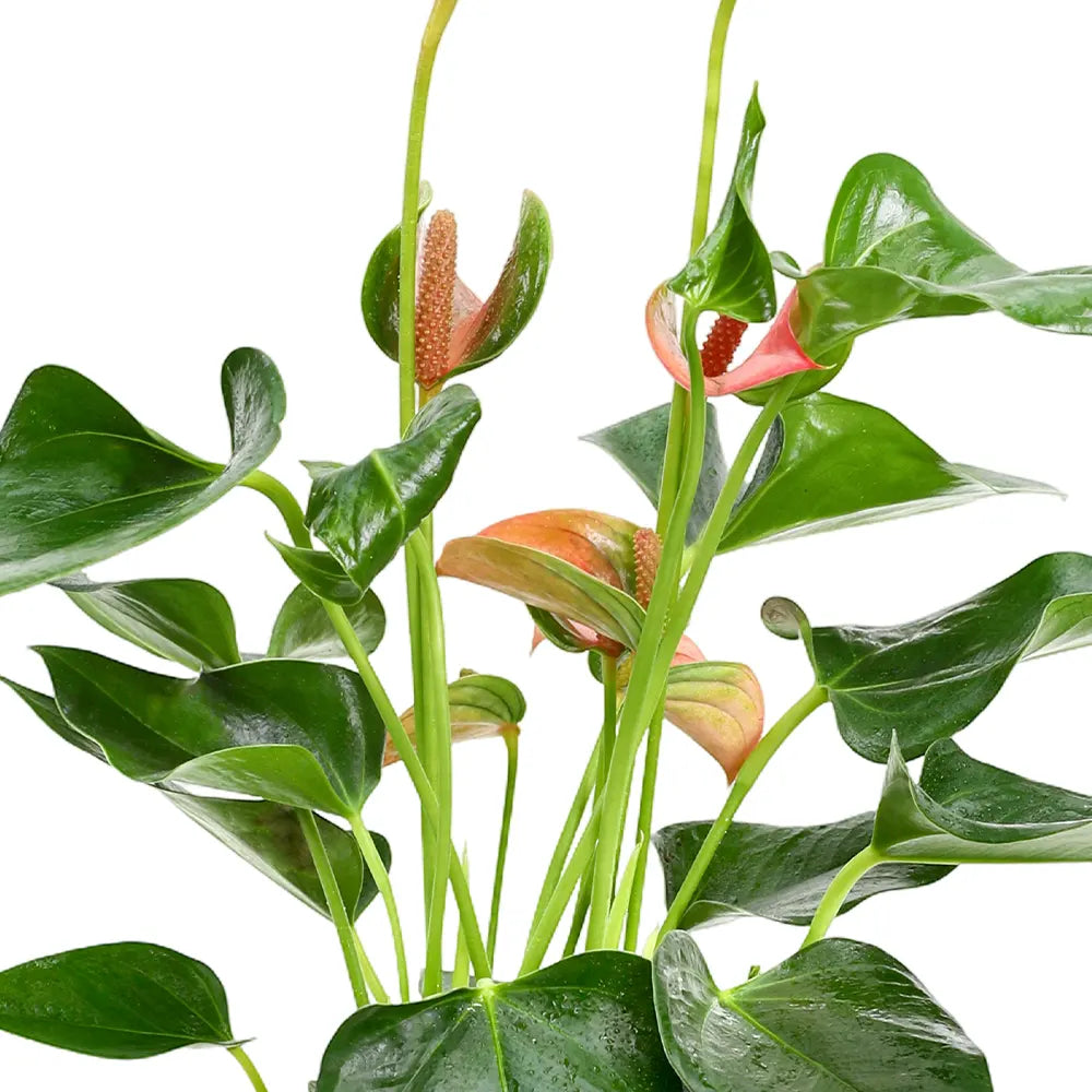 أنثوريوم في حوض أزرق عتيق