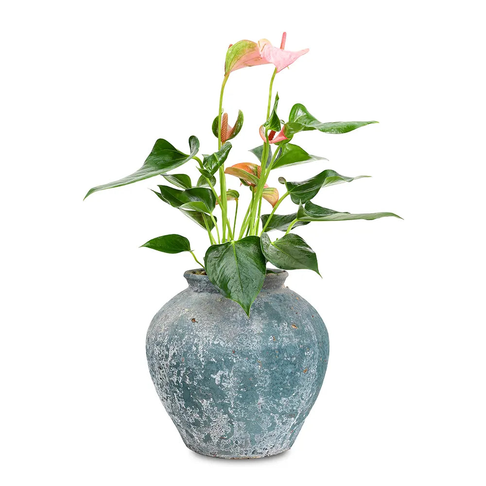 أنثوريوم في حوض أزرق عتيق