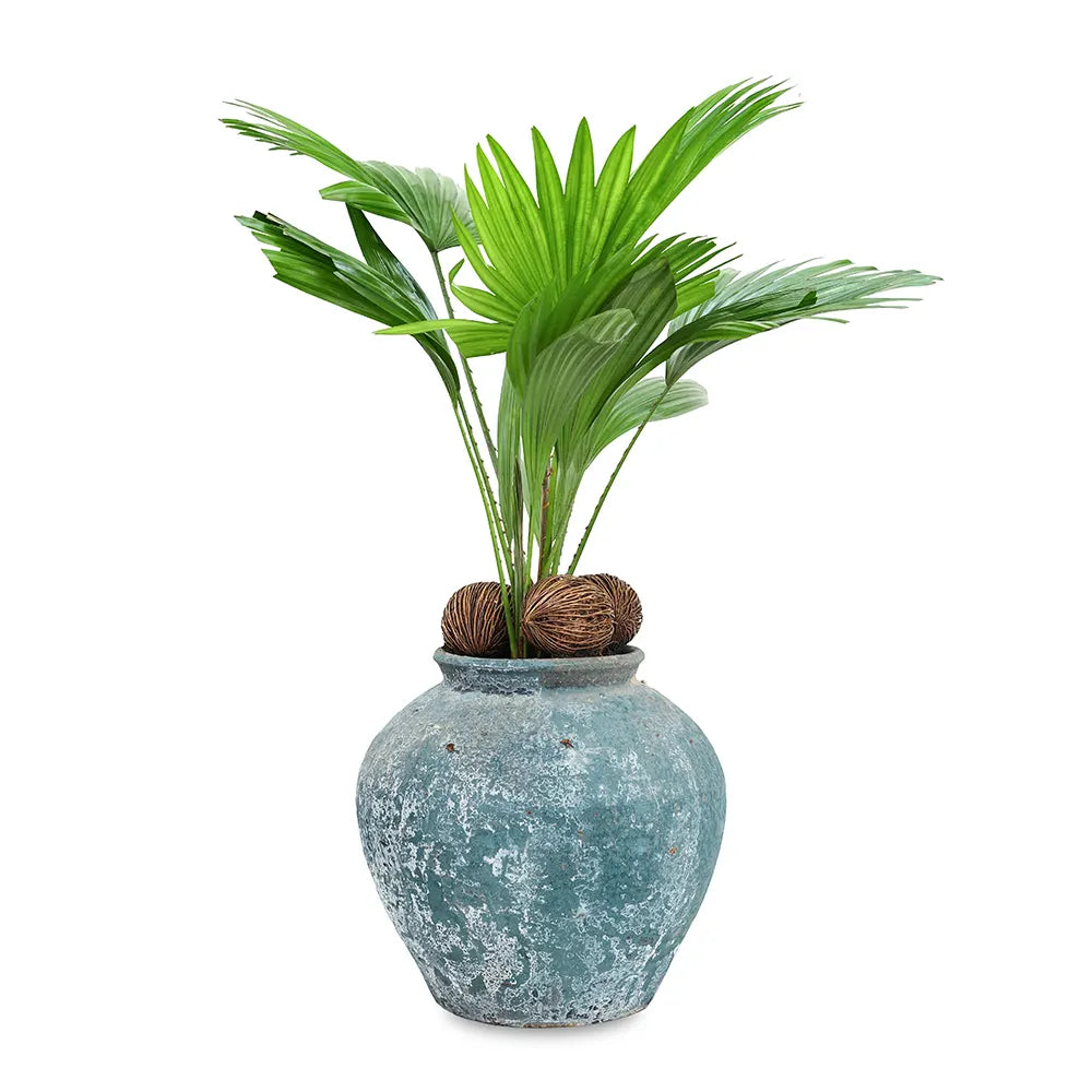 ليفستونيا في حوض أزرق عتيق