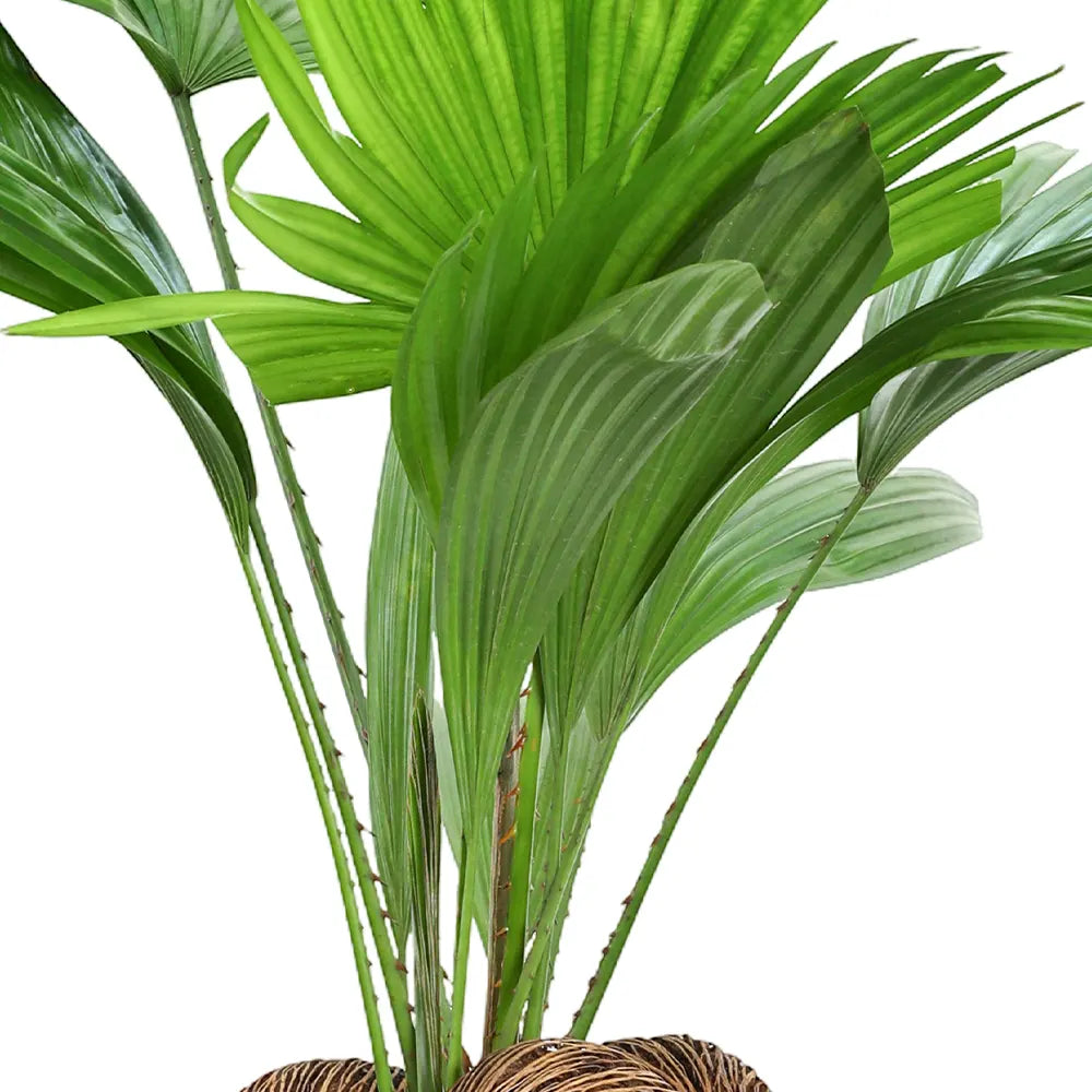 ليفستونيا في حوض أزرق عتيق